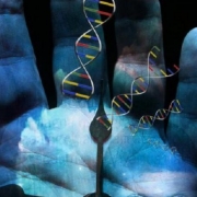 Longevity Genes